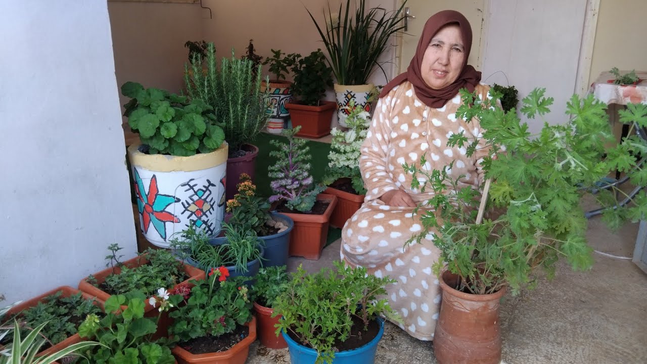 عشبة طبية عطرية مفيدة جدا غرسوها وإستافدو من فوائدها المتعددة بطريقة سهلة مع أمي إيطو
