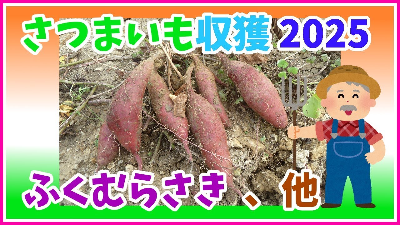 【家庭菜園】　さつまいも収獲 2025 ふくむらさき、紅はるか、シルクスイート、あまはずき
