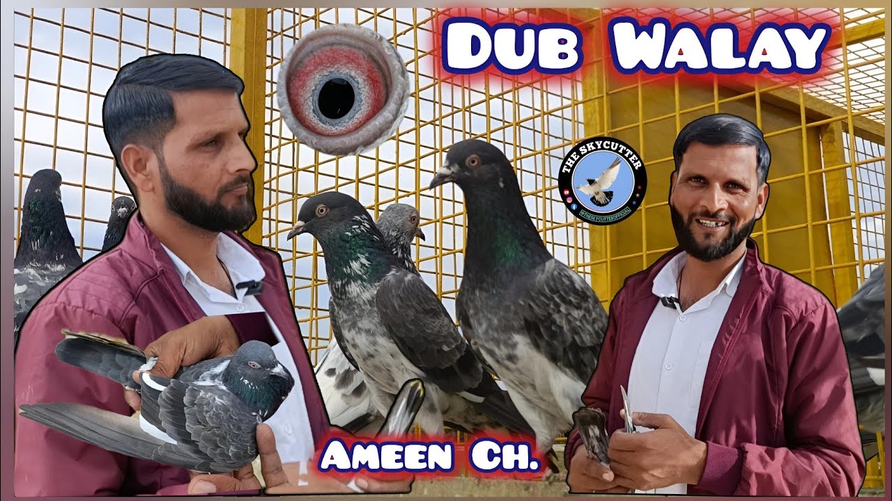 Dub Walay Kabootaro Ka Shouq || Ameen Bhai Ke Loft Se || Bahut he Interesting Video by Aamir 