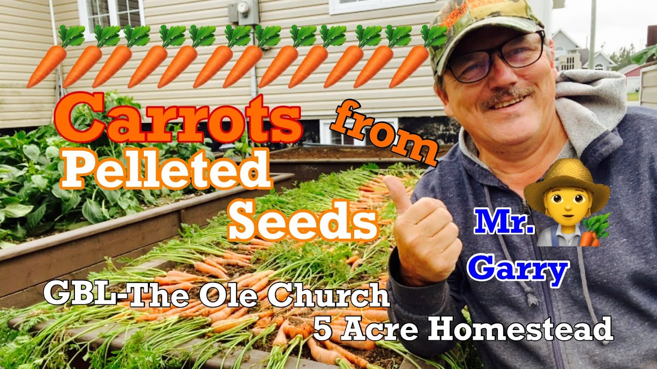How To Homestead Canada: Harvesting Carrots From Pelleted Seeds #carrots #harvest #seeds