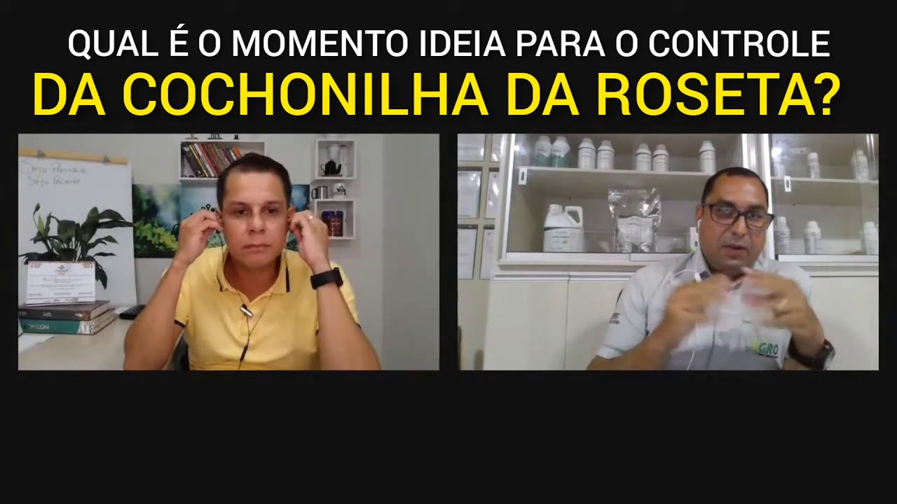 QUAL É O MOMENTO IDEAL PARA O CONTROLE DA COCHONILHA DA ROSETA?.