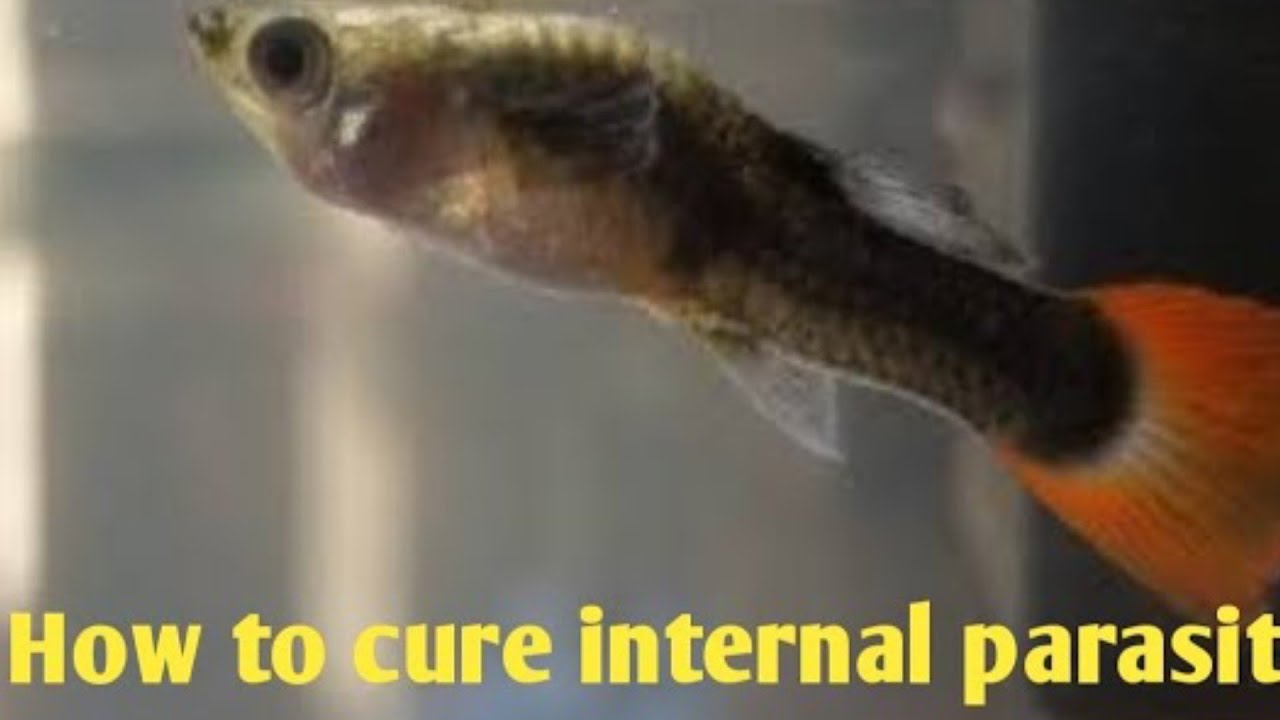 how to cure guppy fish internal parasite in tamil bala sk aquarium