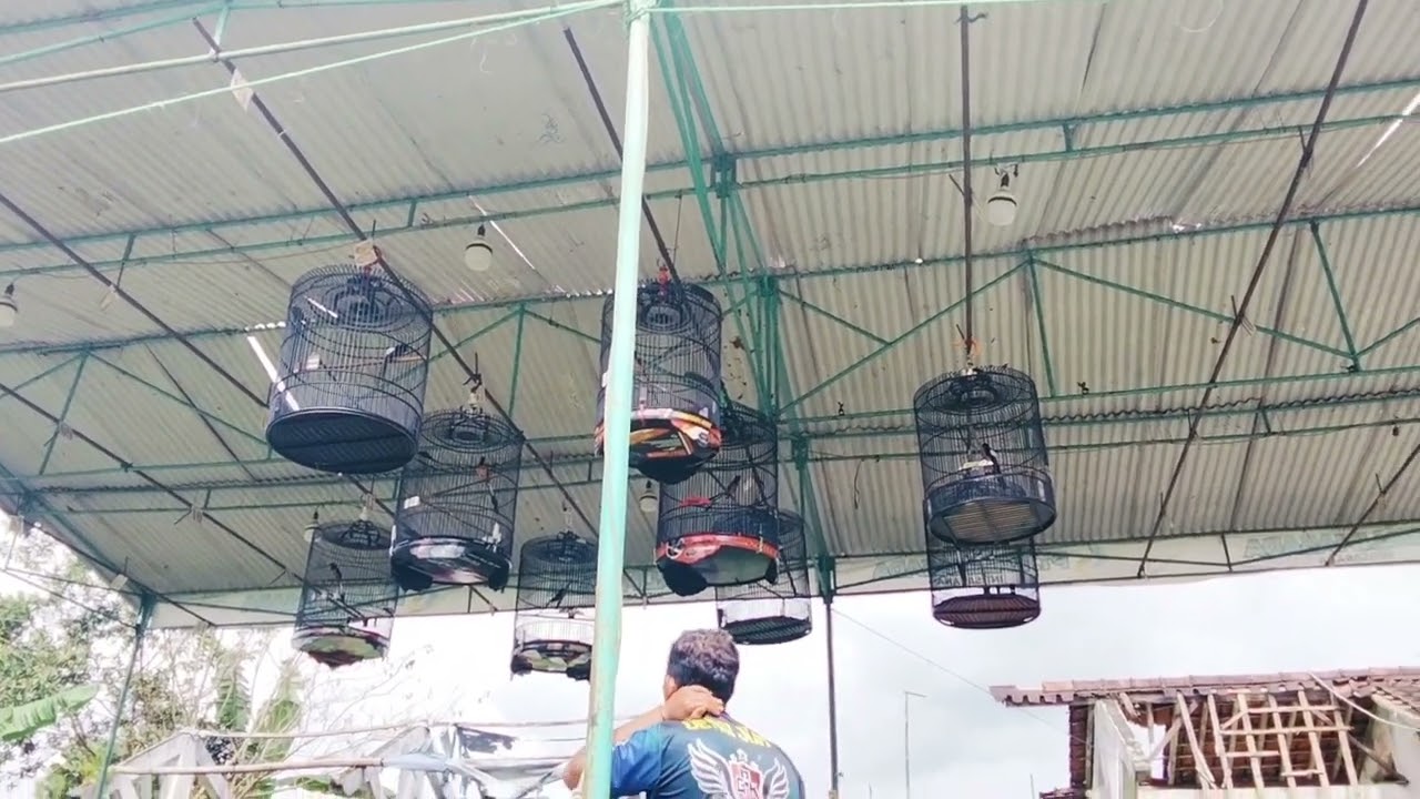DETIK DETIK MENEGANGKAN! MURAI BATU KERJA MAKSIMAL