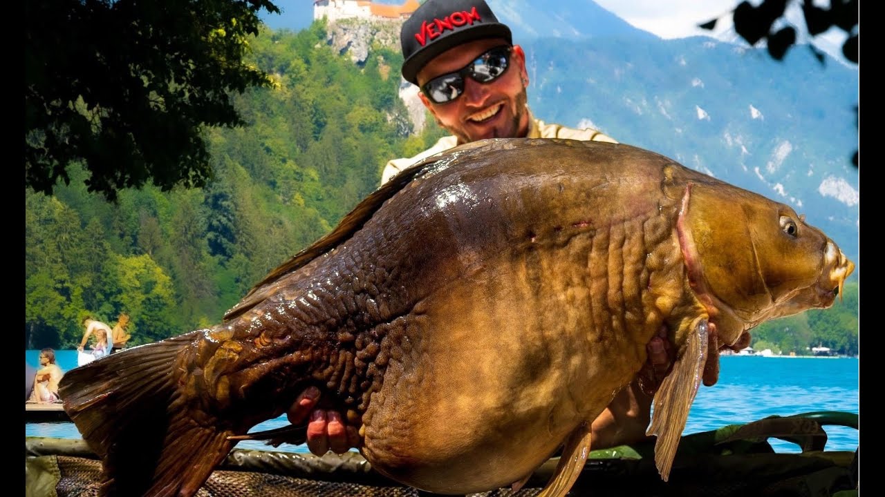 FEEDERMANIA & VENOM -  Bled Fishing. Bledi horgászat 20 kg feletti pontyokkal.