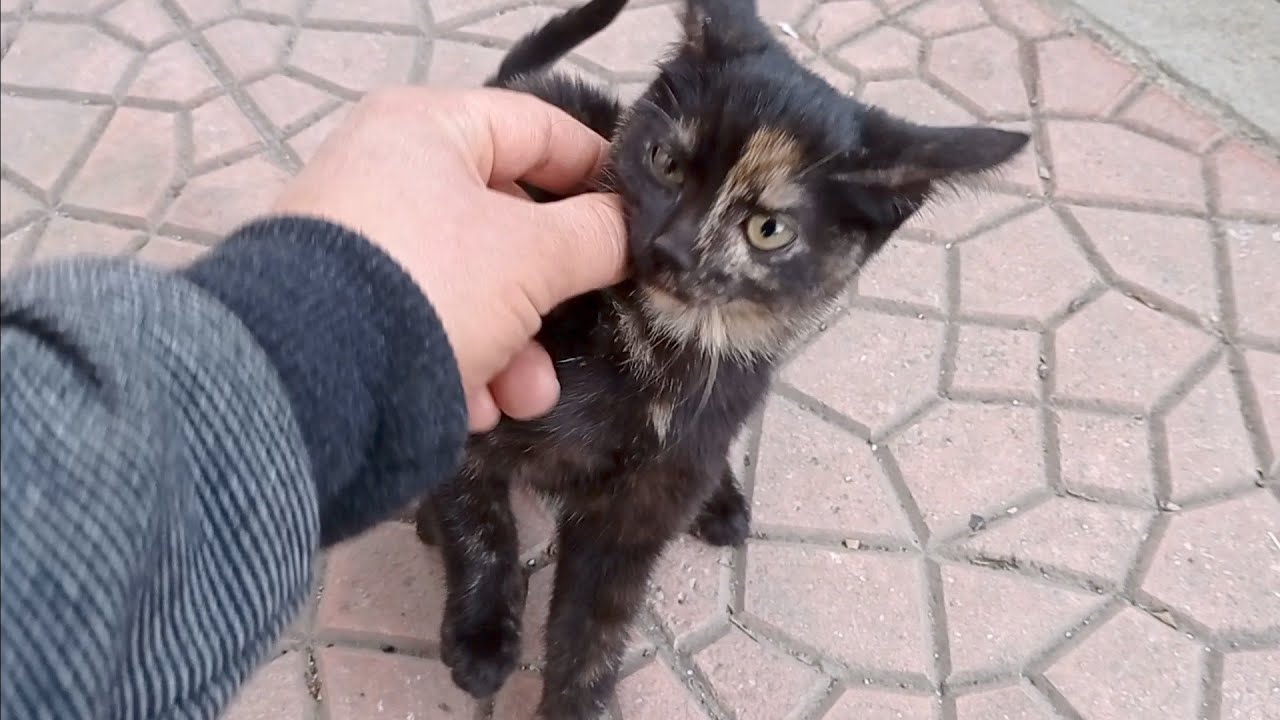 Tortoiseshell Kedi, Bu Kedi Cinsi Çok Az Sahipleniliyor