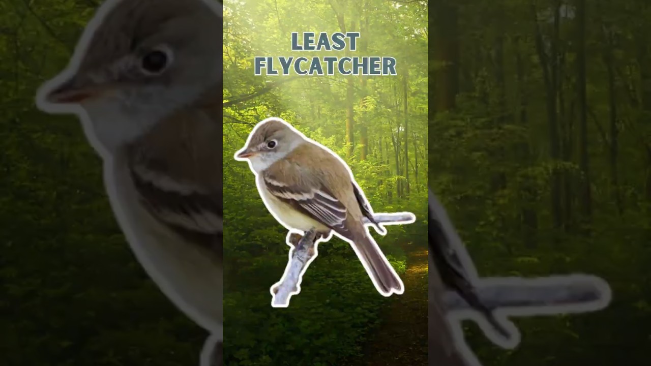 Least Flycatcher - Pure Nature Sounds!