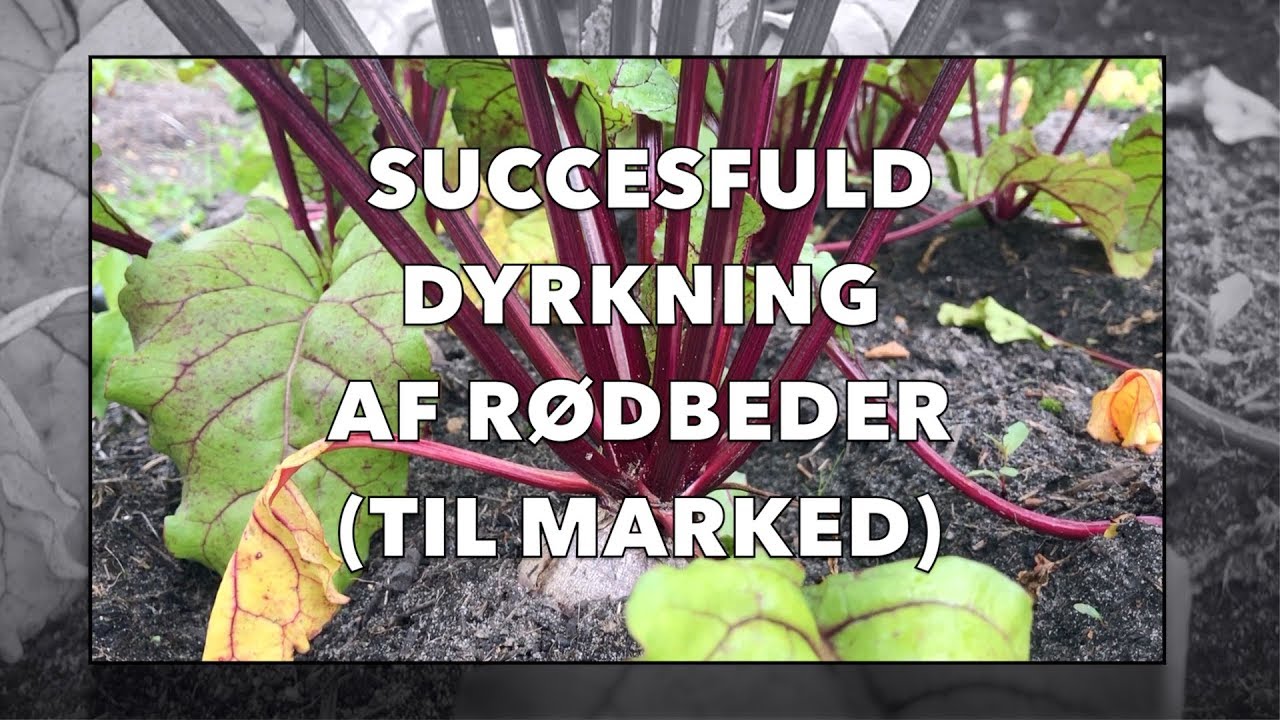 SÅDAN DYRKER DU PERFEKTE RØDBEDER - (TRICKS TIL AT FÅ DEM SOLGT)