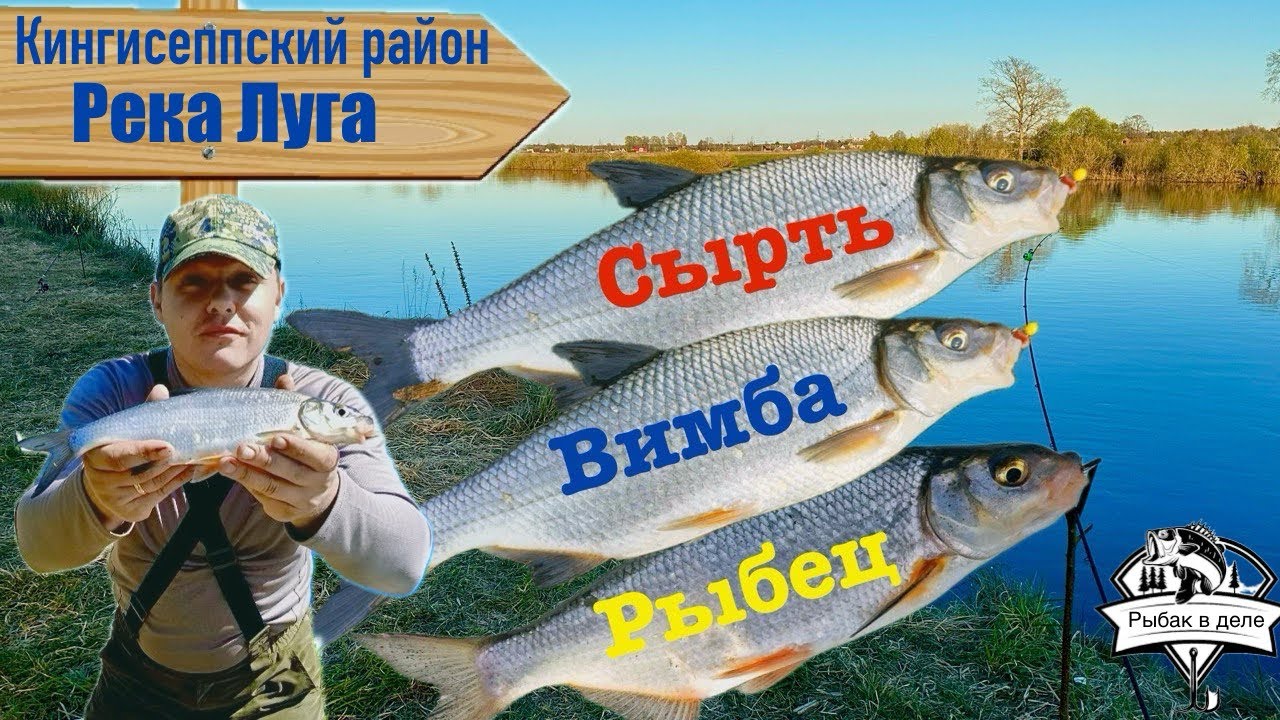 СЫРТЬ ПОШЛА! Ловля Сырти, Вимбы или Рыбца на реке Луга!Отличный клев Сырти.#сырть#вимба#рыбец