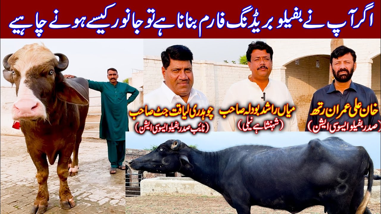 Buffalo | buffalo farming in Pakistan | buffalo breeding farm | pure nili buffalo breeding farm 