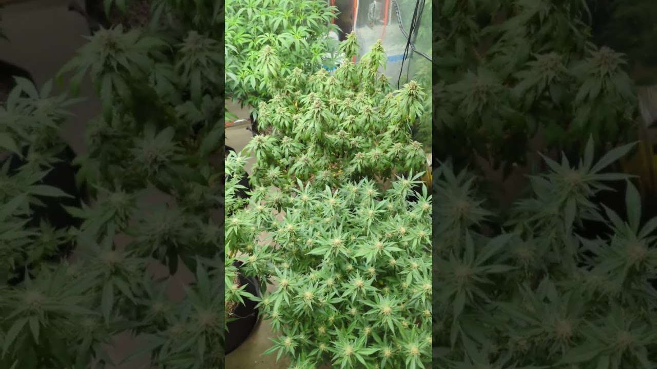 flower room going hard! #cannabis #weed #mmj #indoorgrowing #organicfarming #marshydro #acinfinity