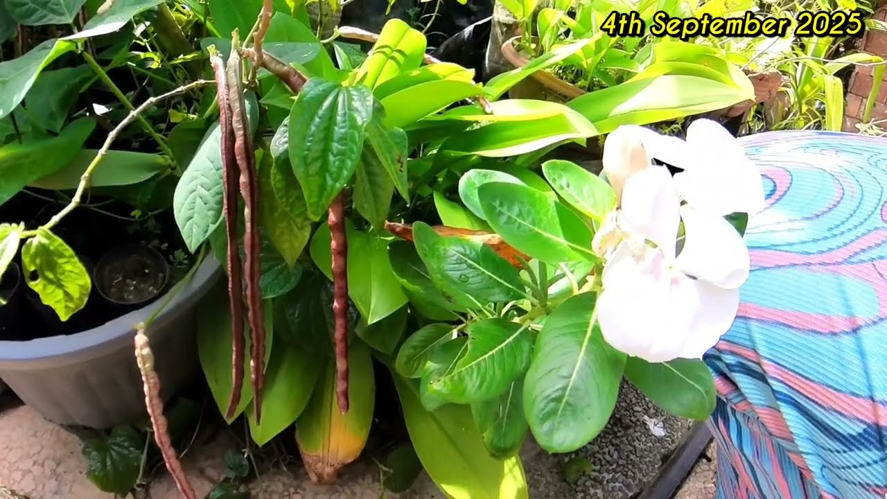 Эпизод 32 (Hill Forest Garden Mosumbu): Выращивание длинной фасоли с помощью рассады авокадо