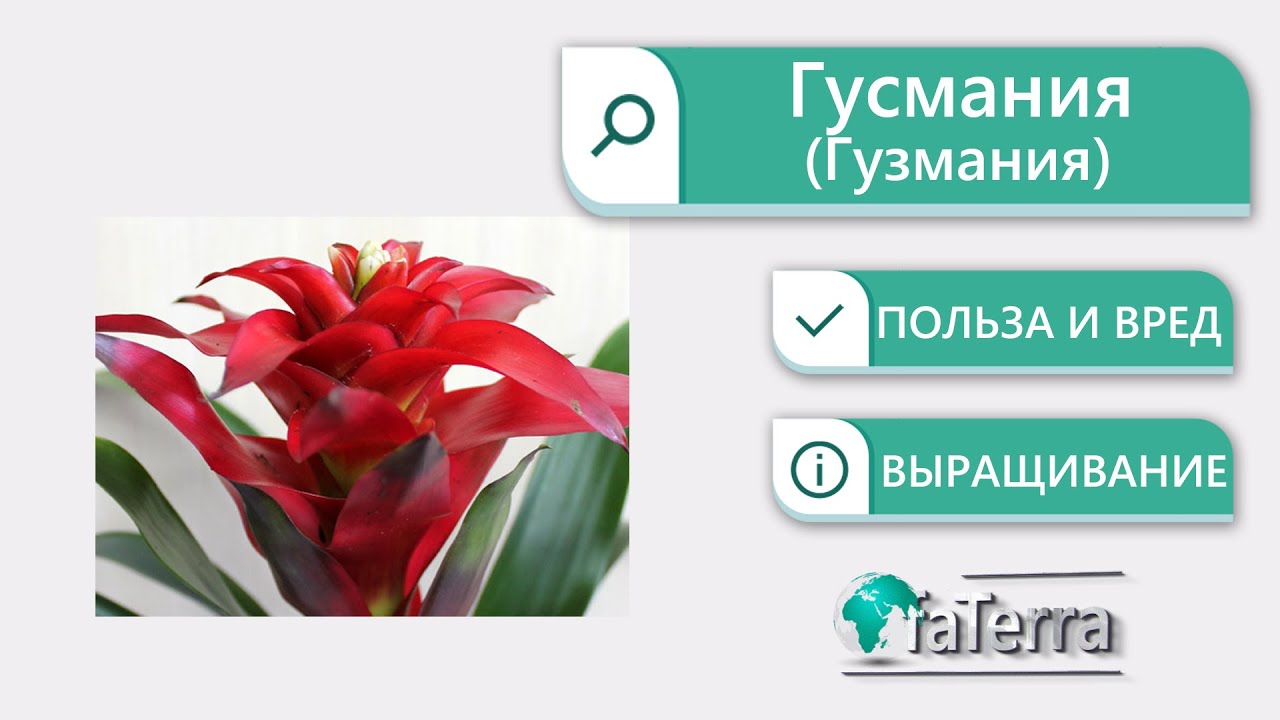 Гусмания уход дома. Цветение гузмании. Польза и вред