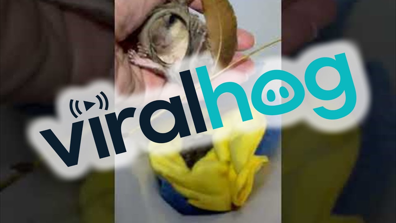 Rescuing Baby Flying Squirrels || ViralHog