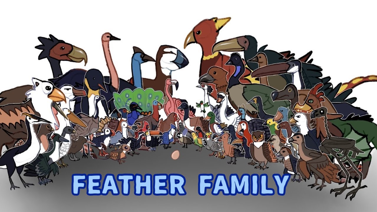 I draw EVERY BIRD from Feather Family 😳