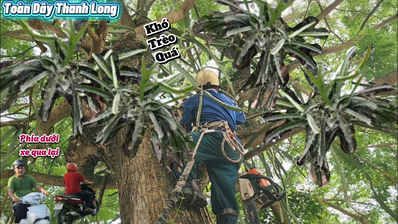 Cưa cây Me Tây khủng dây leo um tùm / Sawing down a giant tamarind tree with overgrown vines | P121