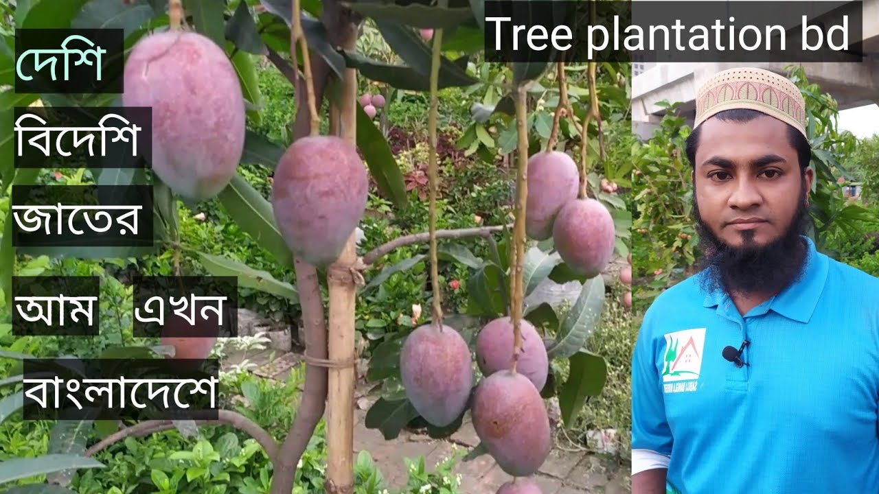 দেশি -বিদেশি জাতের আম এখন ঢাকার সবুজ বাংলা নার্সারীতে| Best collection mango | Tree plantation bd