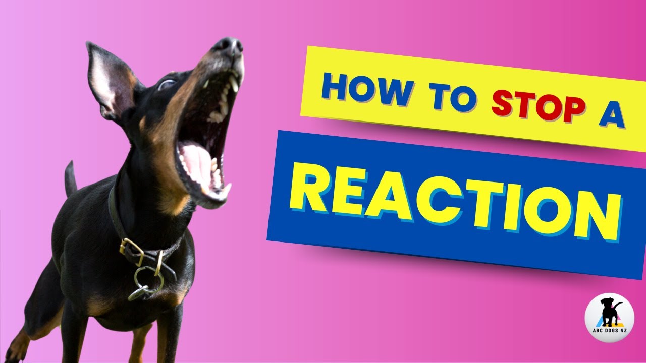 What to do when a dog reacts and HOW to help reactivity💥