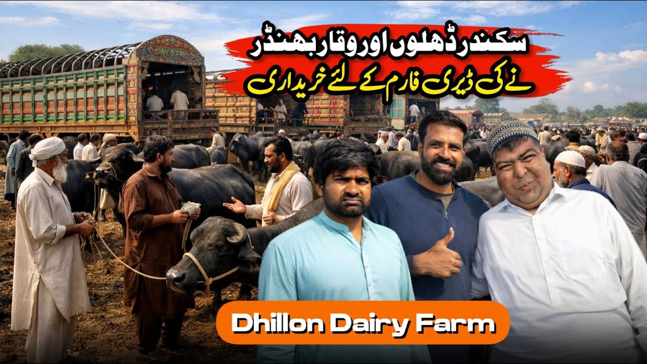 Waqar Bhindar ny ￼Mandi Wicho kahreed k   Dite A chotiaa / Dhillon dairy farm 