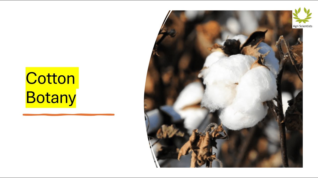 Cotton Botany | Breeding Field Crops | Cotton