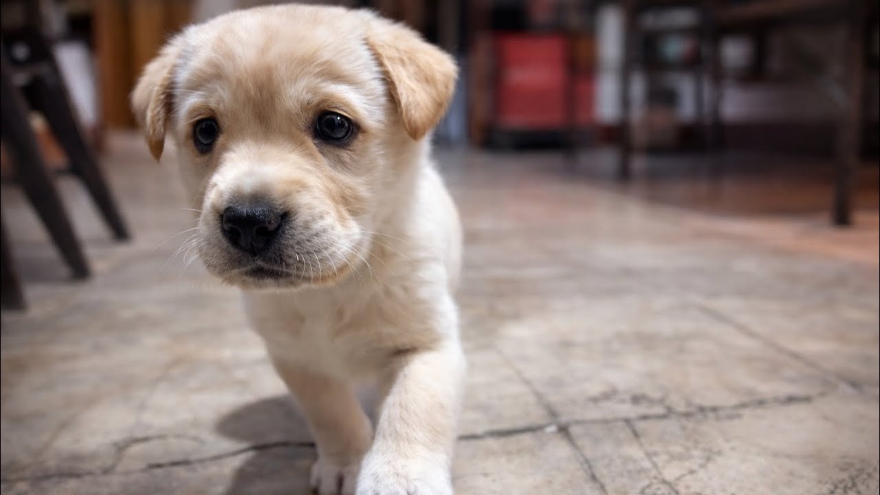 Day 38 - 🐶Bagheera ka camera attack 😂🔥