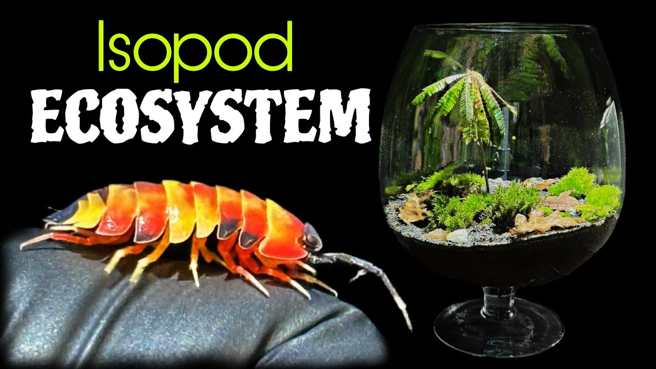 30 days in the isopod ecosystem 🌿