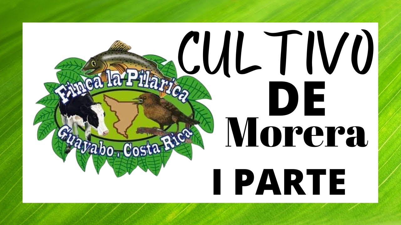 Cultivo de Morera (Morus alba) Primera parte.