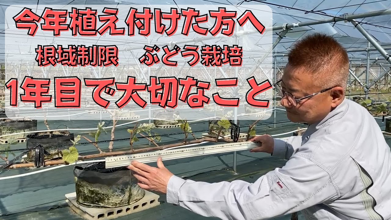 ブドウ栽培1年目　根域制限ルートラップポットで今年植え付けた方への大切なお話。シャインマスカット・ナガノパープル他品種にも共通です。