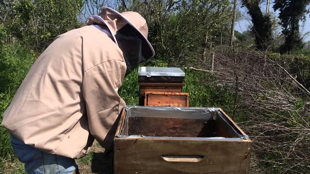 Queen rearing, Set up to harvest