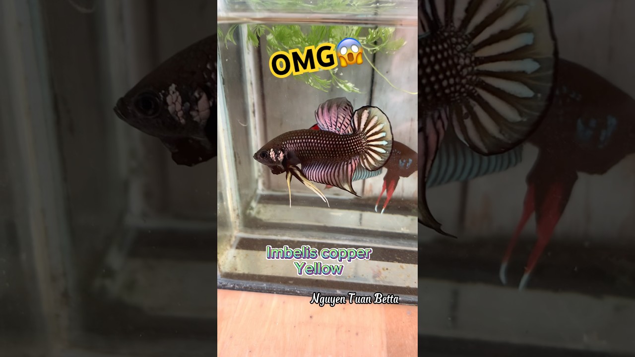 wild betta fish in schools and shows#betta #bettafishtank