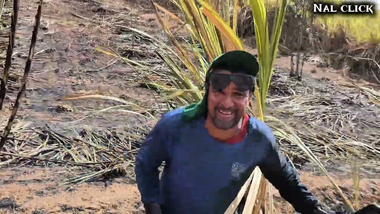 Andança no corte de cana Engenho Nova vida 