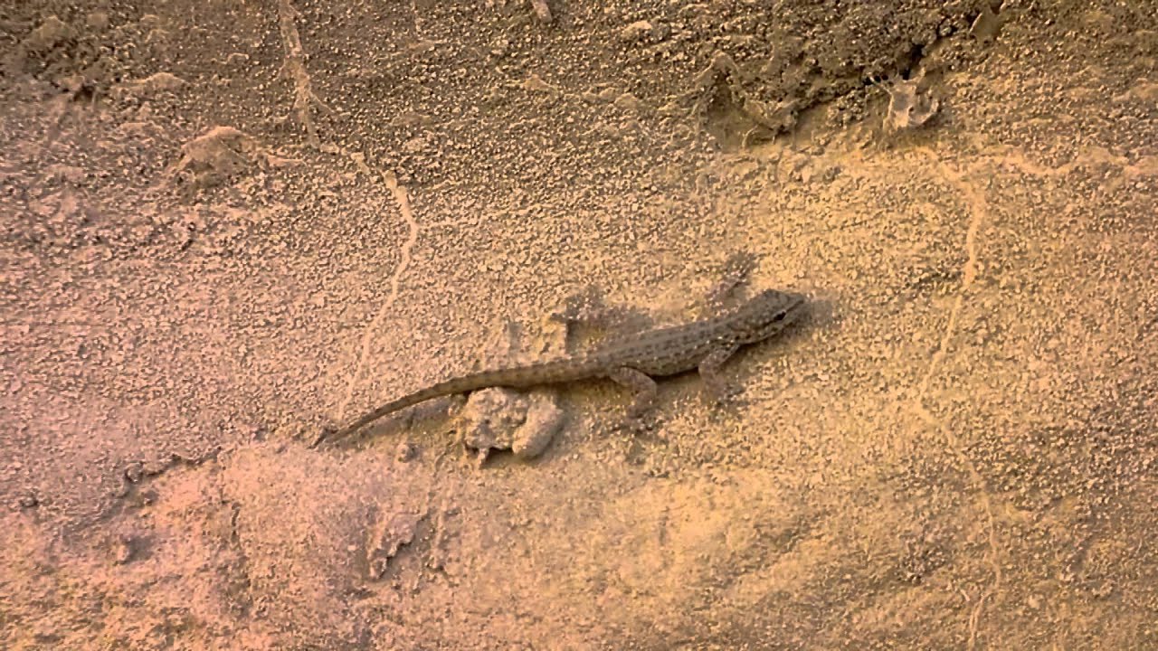 Rock semaphore gecko (Pristurus rupestris) - Al Ain Oasis