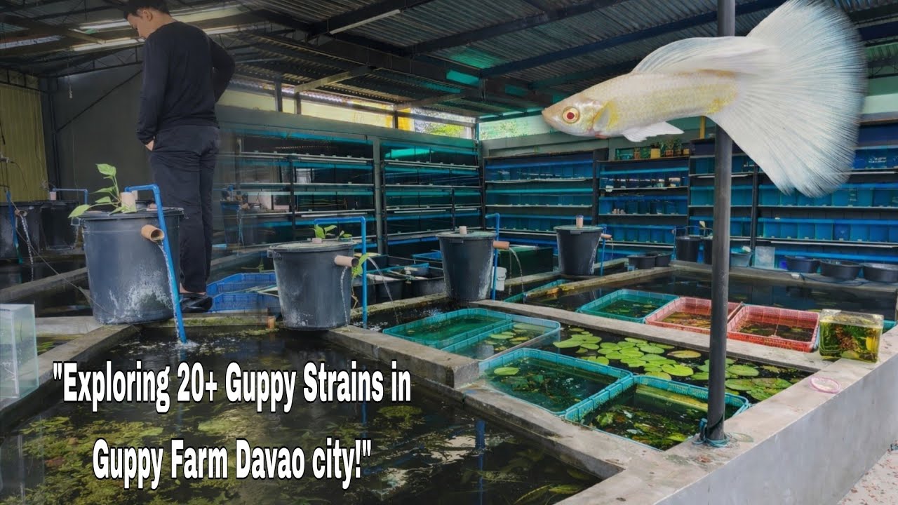 Best Guppy Farm from Davao city /for begginer 