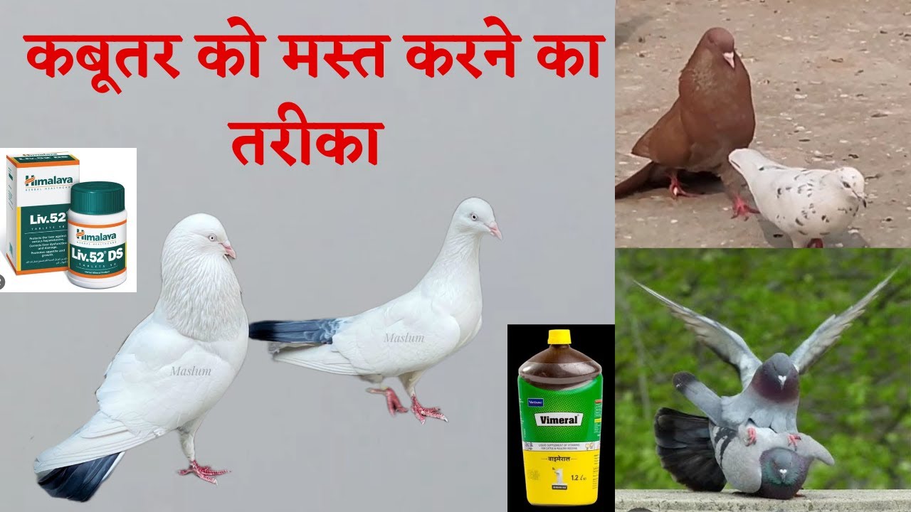 Vimeral ke fayde | Kabutaro ko bimariyo se kaise bachaye