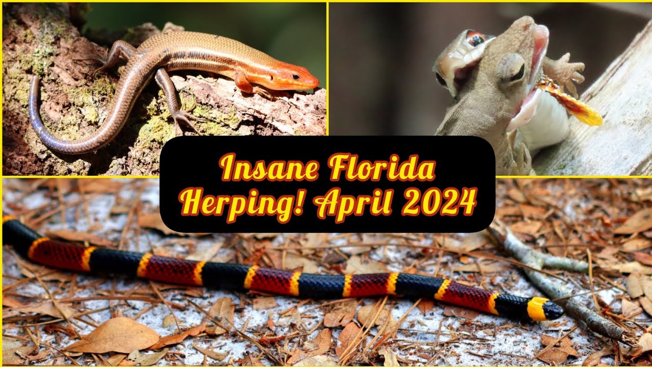 Eastern Coralsnake and Snake Eating Lizard! Herping Central Florida April 2024!