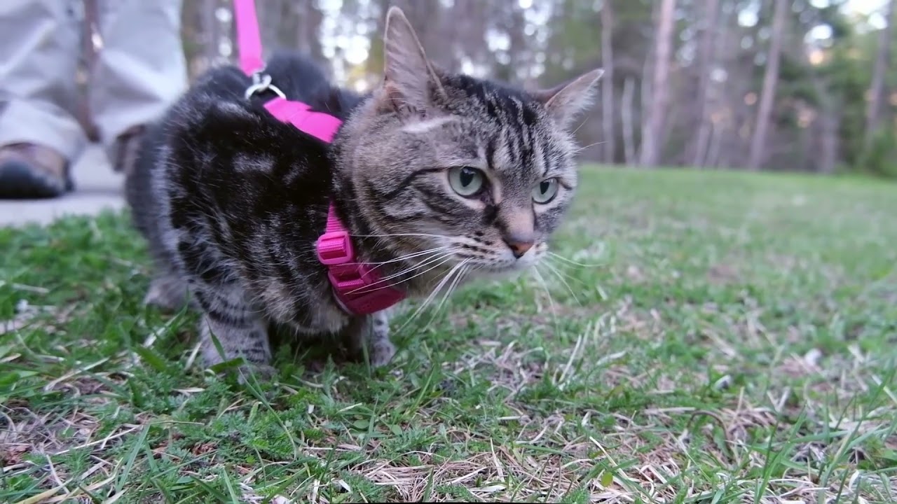 RC Pets Adventure Kitty Harness Review (We Tried It)