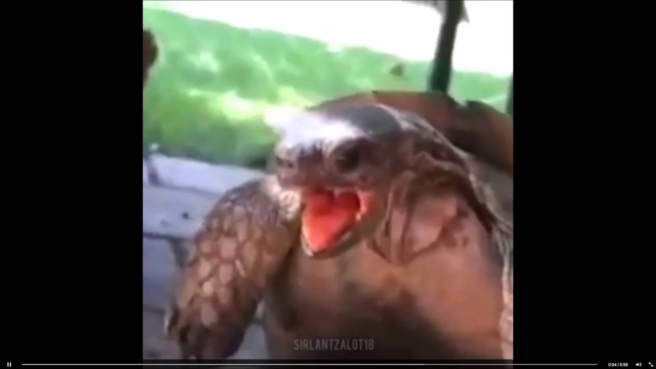 Try Not to Laugh or Grin While Watching This!!!