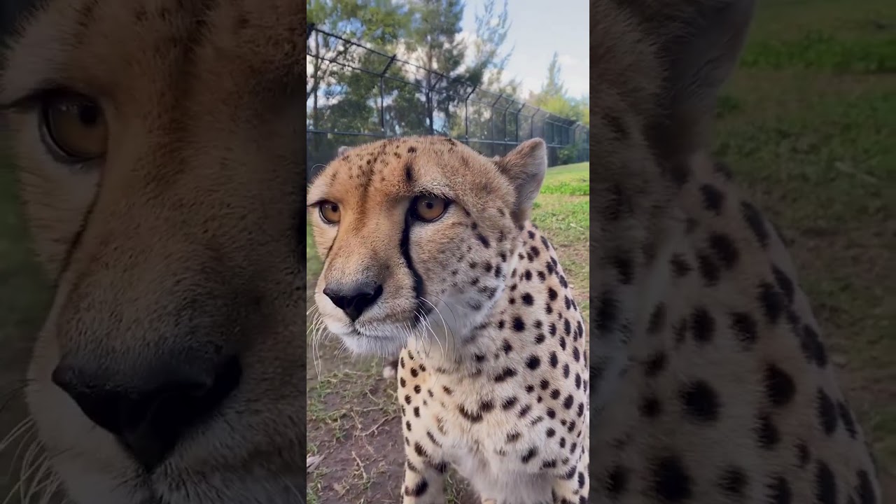 From meows to purrs, cheetahs make the most adorable sounds 🐆&hearts;️