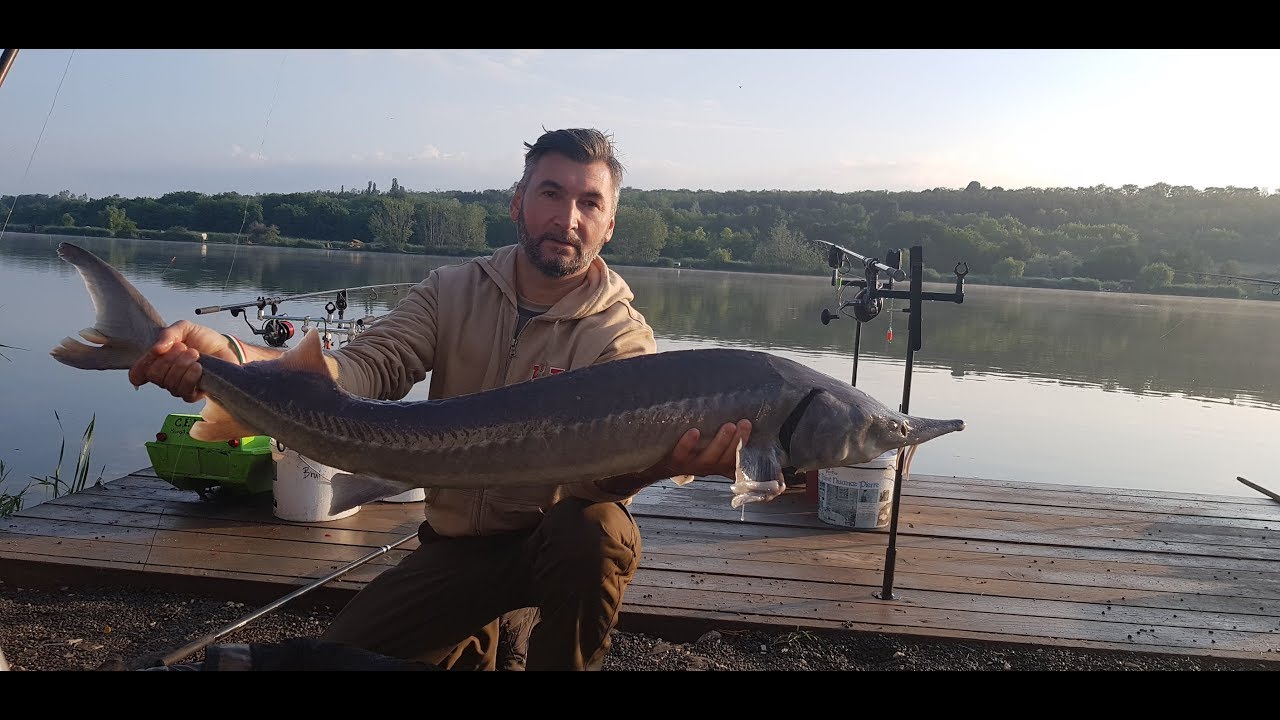 Arizóna Carp Lake .  2018. Május .