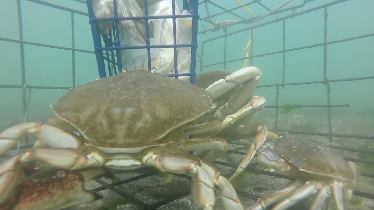 GoPro Camera Attached to a Crab Pot at Netarts Bay