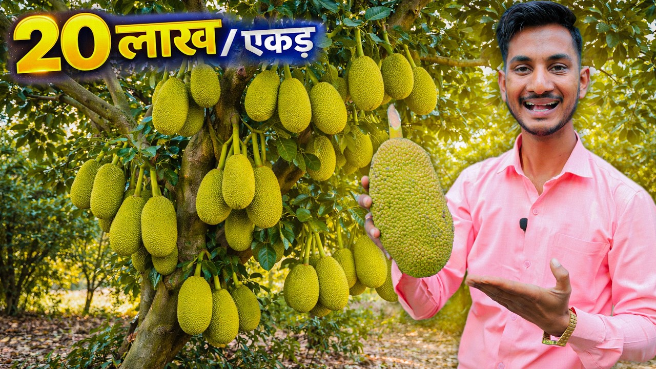 थाई कटहल की खेती 1 एकड़ से कमाई 20 लाख // Thai jackfruit Farming in india // Kathal ki Kheti