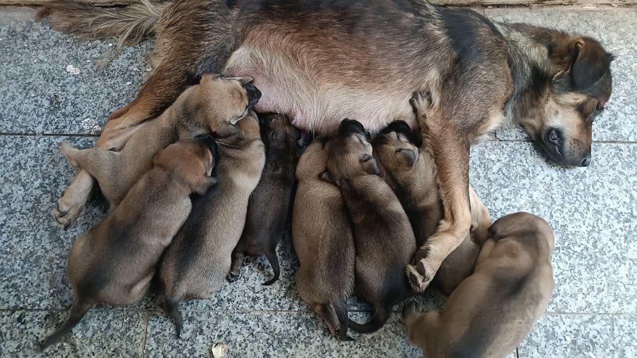 Homeless dog have 9 baby  so poor. #dog #pets #animals #wildlife #nature #homelessdog #poordog 