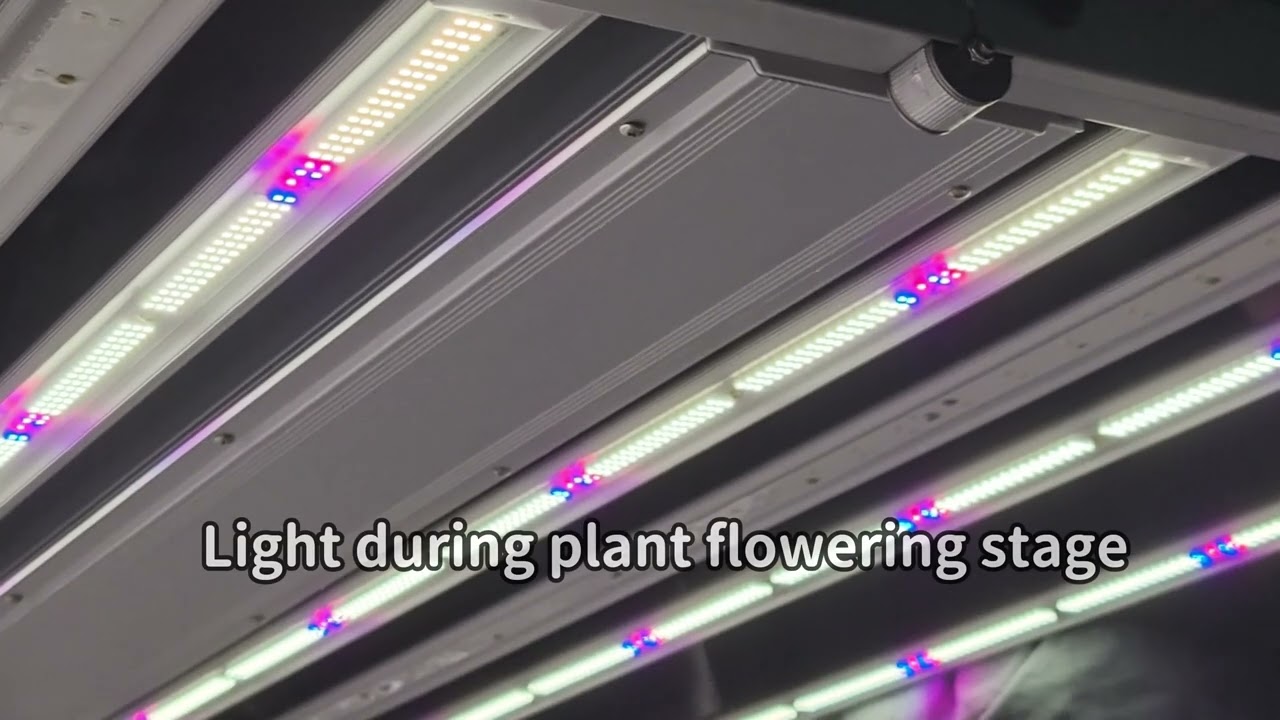PAR Comparison Test: Apogee MQ-500 vs AH-Quantuv vs DP-355 (Real Grow Light Data)