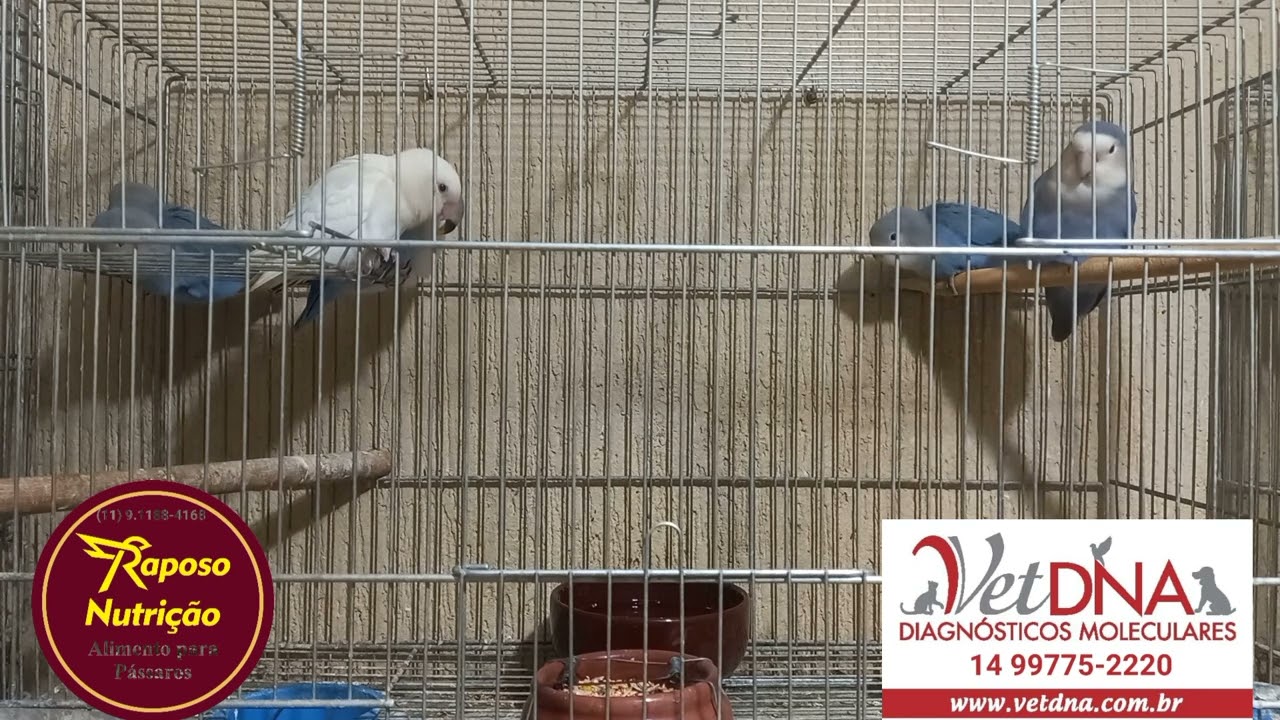 mito e verdade sobre a criação de agapornis depurado e albino