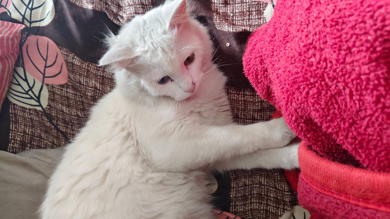 My cat fight 🫥#catfunnyvideo 
