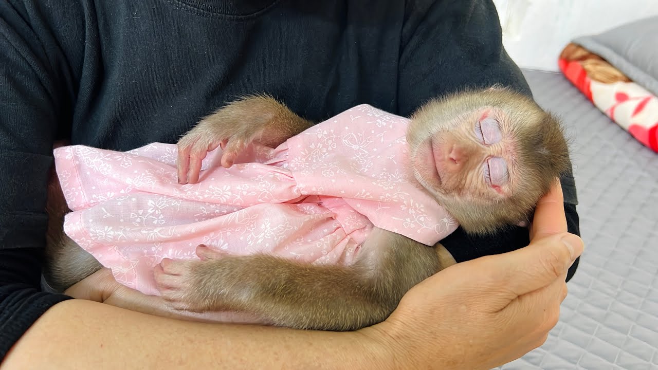 Monkey Tina is sleeping soundly in her mother's warm arms, so cute.