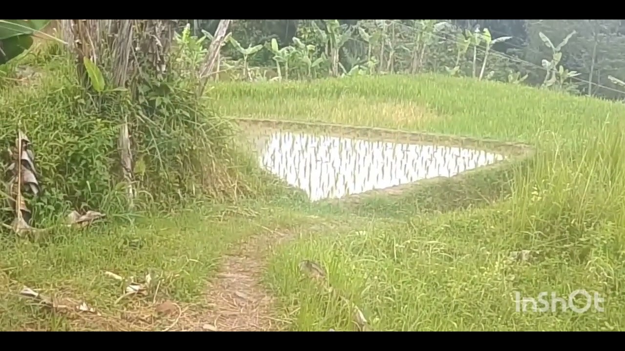 ‼️Di jual murah ‼️tanah sawah luas tanah 1600 mt 80 jt nego kp sukamulya 