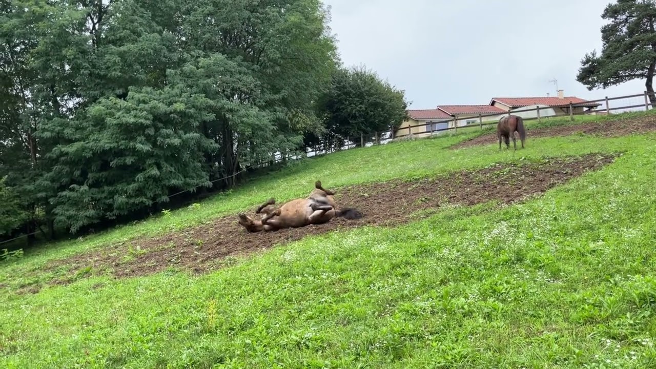 Moving the horses out of the lush pasture