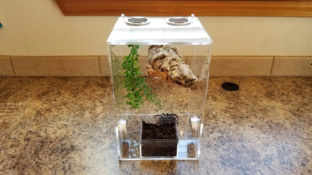 The Pink Toe Tarantula (Avicularia avicularia) AKA 