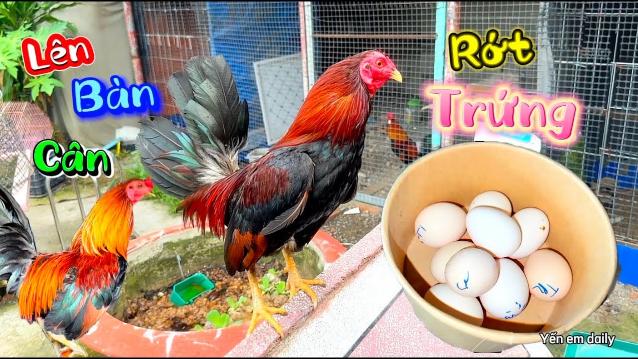Lên Bàn Cân Gà Lông Chọi Phát Hiện Gà Mái Đã Rớt Trứng Đầu Tiên-Gà Tây Đột Nhập Giữa Khuya Đông Tảo
