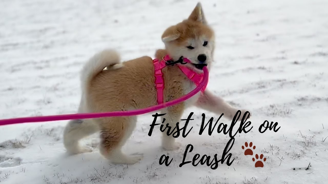 First Walk on a Leash… But First: Puppy Chaos at Home 🐾